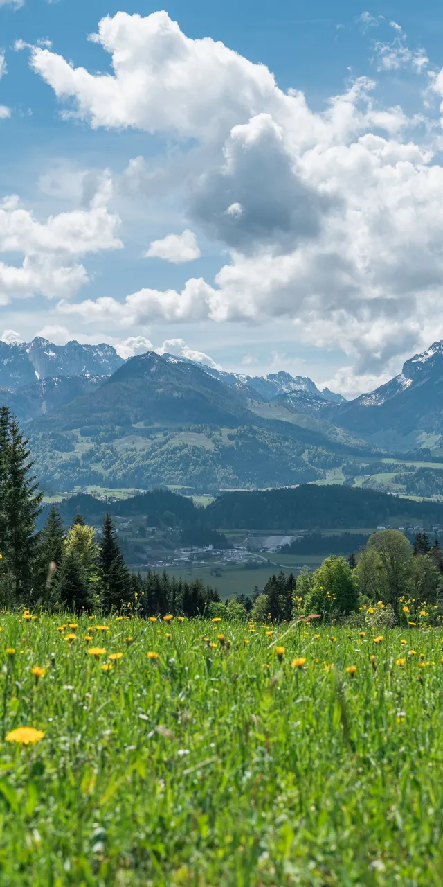 Almwiese mit gelben Wildblumen, Wald und schneebedeckten Bergen unter teils bewölktem Himmel