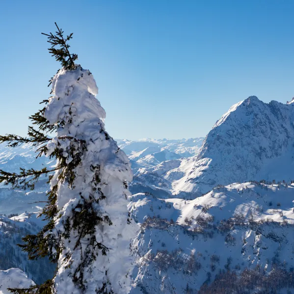 Schneebedeckte Kiefer mit Alpenpanorama unter klarem blauen Himmel