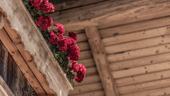 Rote Geranien in einem Holzkasten auf einem rustikalen alpenländischen Balkon