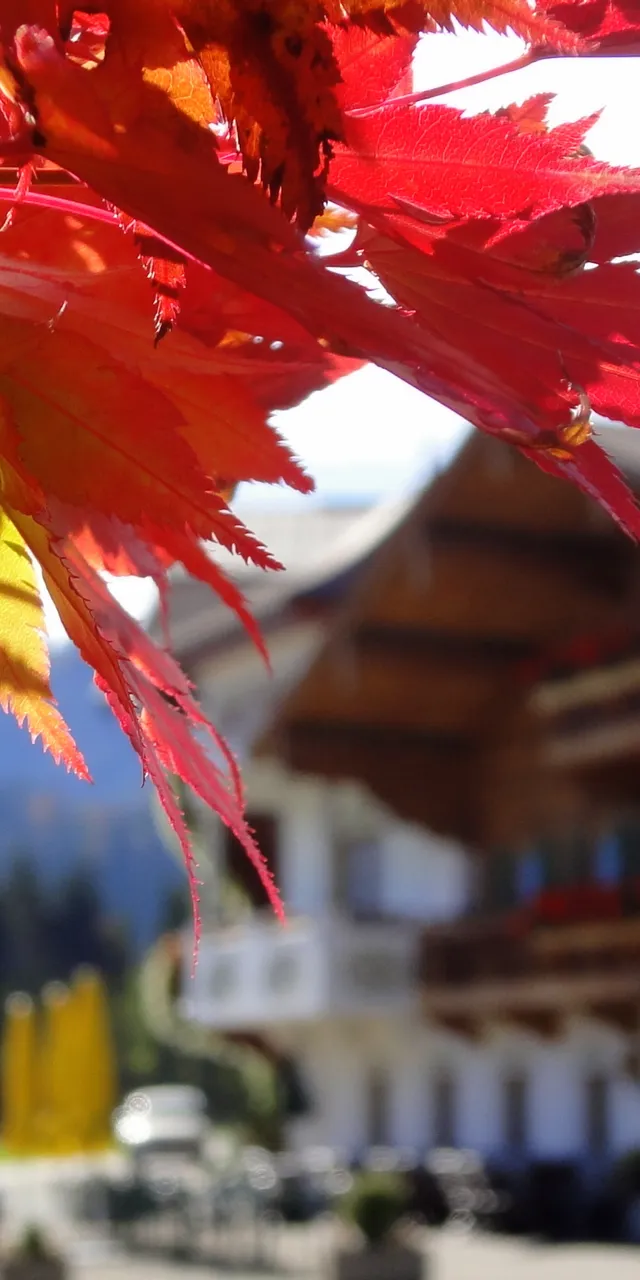 Vibrant red and orange autumn maple leaves with a traditional alpine chalet in the background