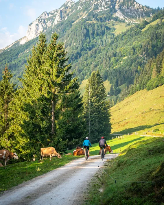 Radfahrer auf Bergweg fahren an weidenden Kühen in alpiner Landschaft vorbei