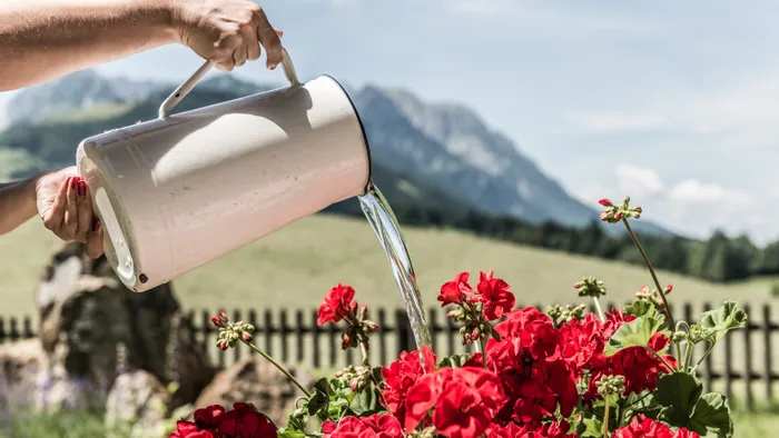 Rote Geranien werden mit einem Metallkrug im sonnigen Alpengarten gegossen