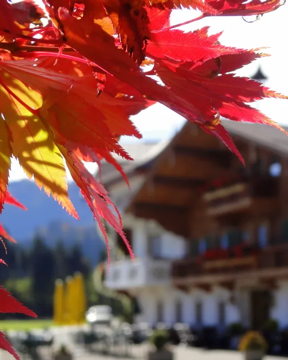 Leuchtend rote und orangefarbene Ahornblätter vor traditionellem Alpenchalet im Hintergrund