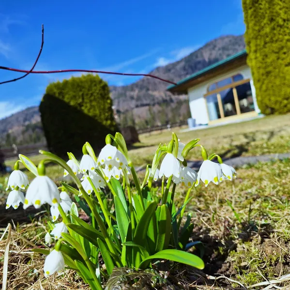 Weiße Schneeglöckchen im Garten mit Bergen und blauem Himmel