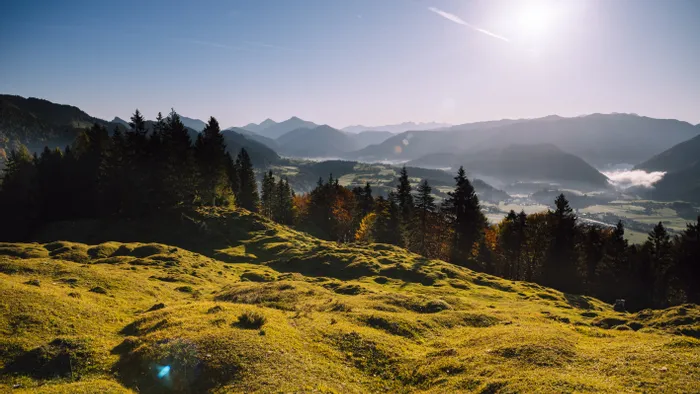Sonnige Alpenlandschaft mit grasbewachsenen Hügeln, Nadelwald und entferntem Gebirgspanorama