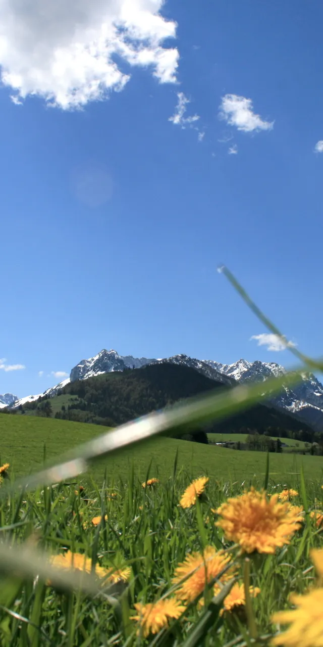 Yellow dandelions in a green meadow with snow-capped mountains under a clear blue sky