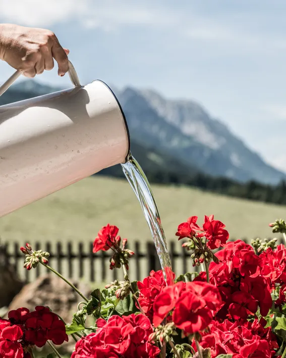 Rote Geranien werden mit einem Metallkrug im sonnigen Alpengarten gegossen