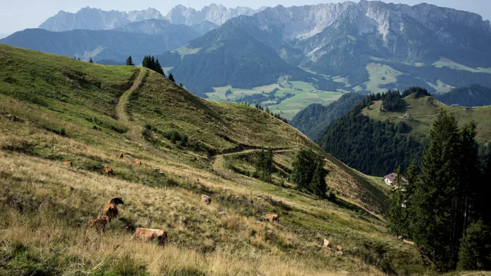 Cows grazing on alpine pasture with hiking trail and Austrian Alps in the background