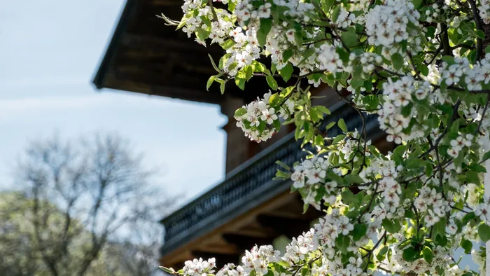 Blühende Kirschbaumzweige im Frühling neben traditionellem alpinem Holzhaus