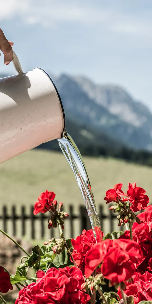 Watering red geraniums with a metal jug in a sunny alpine garden
