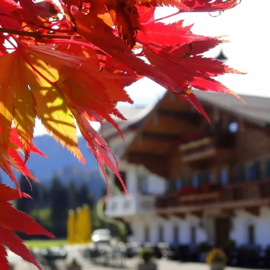 Leuchtend rote und orangefarbene Ahornblätter vor traditionellem Alpenchalet im Hintergrund