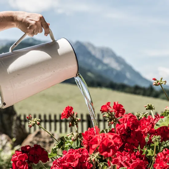 Rote Geranien werden mit einem Metallkrug im sonnigen Alpengarten gegossen